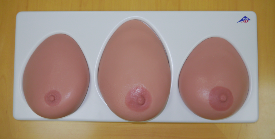 乳房模型 (3)